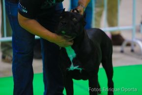 Exposición Canina Internacional de la ABKC en Nicaragua