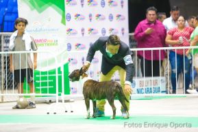 Exposición Canina Internacional de la ABKC en Nicaragua