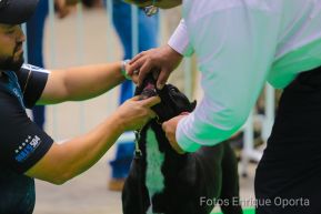 Exposición Canina Internacional de la ABKC en Nicaragua