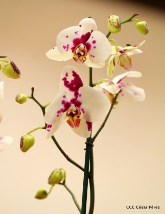 ¡Nos vemos en el Flamingo Fest 2020!