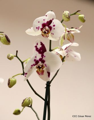 ¡Nos vemos en el Flamingo Fest 2020!