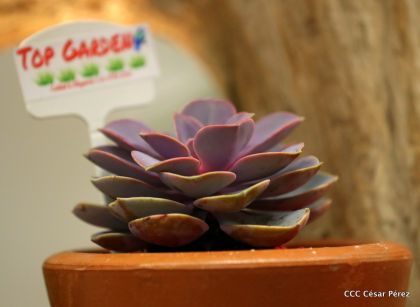 ¡Nos vemos en el Flamingo Fest 2020!