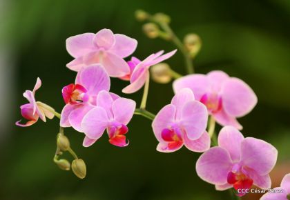 ¡Nos vemos en el Flamingo Fest 2020!