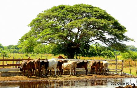 Lanzamiento de la Estrategia Nacional de la Ganadería Bovina