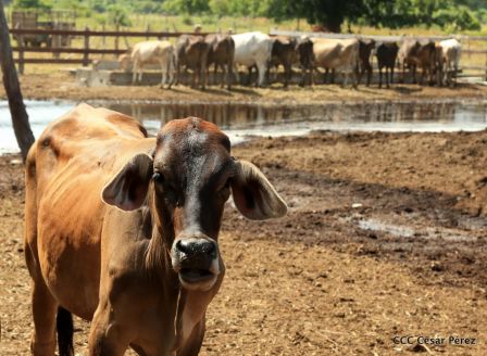 Lanzamiento de la Estrategia Nacional de la Ganadería Bovina