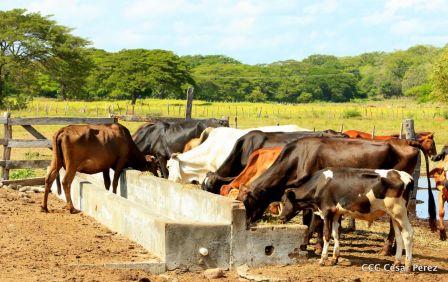 Lanzamiento de la Estrategia Nacional de la Ganadería Bovina