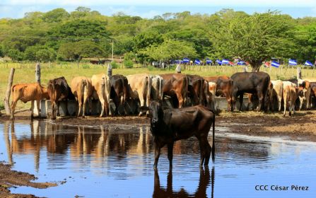 Lanzamiento de la Estrategia Nacional de la Ganadería Bovina