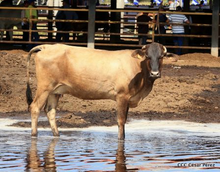 Lanzamiento de la Estrategia Nacional de la Ganadería Bovina