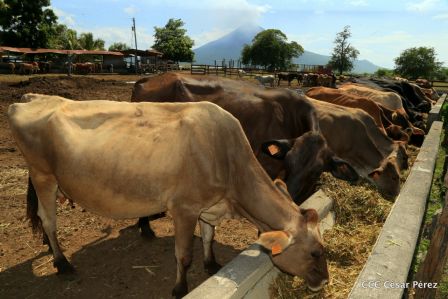 Lanzamiento de la Estrategia Nacional de la Ganadería Bovina