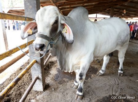Lanzamiento de la Estrategia Nacional de la Ganadería Bovina