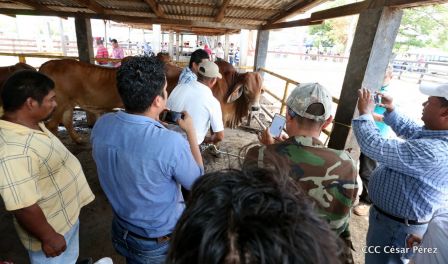 Lanzamiento de la Estrategia Nacional de la Ganadería Bovina