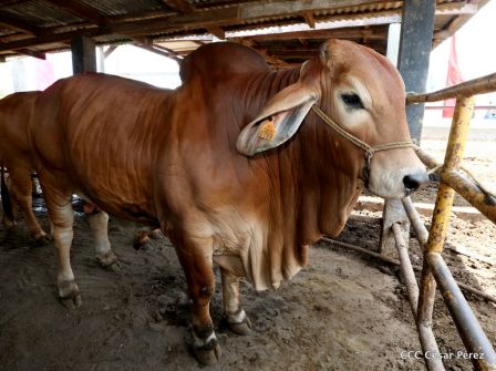 Lanzamiento de la Estrategia Nacional de la Ganadería Bovina