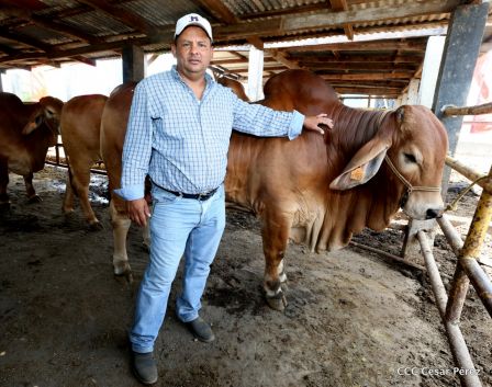 Lanzamiento de la Estrategia Nacional de la Ganadería Bovina