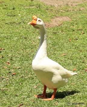 Selva Negra Ecolodge en Matagalpa