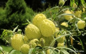 Selva Negra Ecolodge en Matagalpa
