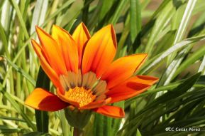 Selva Negra Ecolodge en Matagalpa