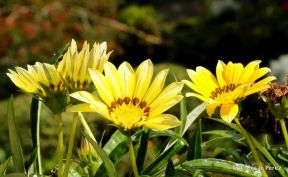 Selva Negra Ecolodge en Matagalpa