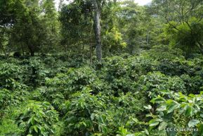 Selva Negra Ecolodge en Matagalpa