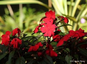 Selva Negra Ecolodge en Matagalpa