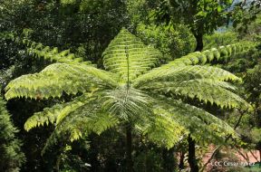 Selva Negra Ecolodge en Matagalpa