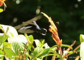 Selva Negra Ecolodge en Matagalpa