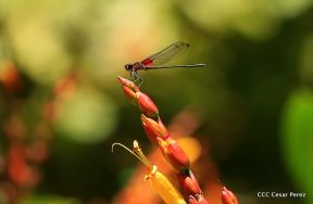 Selva Negra Ecolodge en Matagalpa