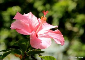 Selva Negra Ecolodge en Matagalpa