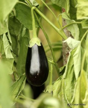 Selva Negra Ecolodge en Matagalpa