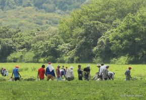 Presentación estrategia nacional de producción de semillas