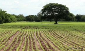 Presentación estrategia nacional de producción de semillas