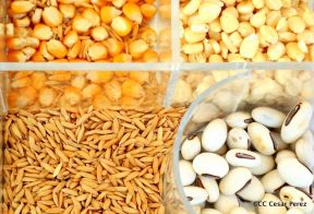 Presentación estrategia nacional de producción de semillas