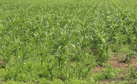 Presentación estrategia nacional de producción de semillas