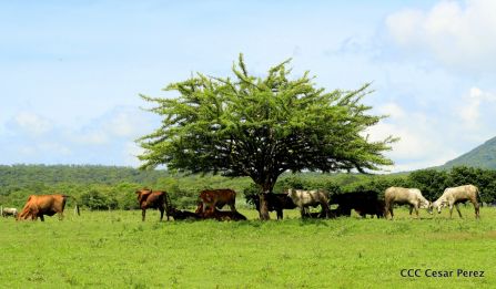 Presentación estrategia nacional de producción de semillas