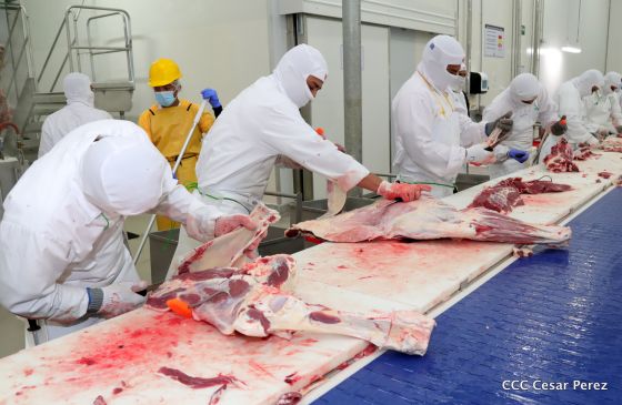 Moderno Matadero del Caribe San Isidro de capital coreano