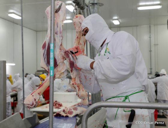 Moderno Matadero del Caribe San Isidro de capital coreano