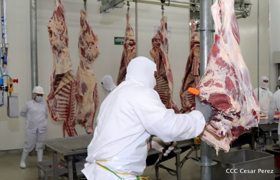 Moderno Matadero del Caribe San Isidro de capital coreano