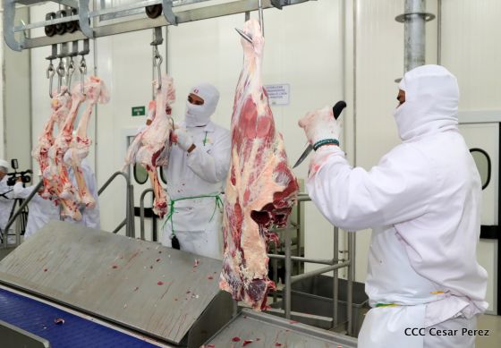 Moderno Matadero del Caribe San Isidro de capital coreano