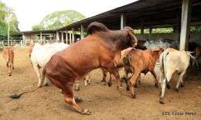 Presentan Estrategia Nacional de Producción