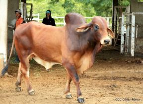 Presentan Estrategia Nacional de Producción