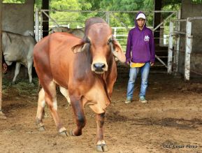 Presentan Estrategia Nacional de Producción