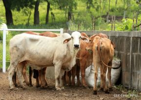 Presentan Estrategia Nacional de Producción