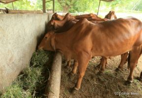 Presentan Estrategia Nacional de Producción