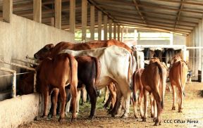 Presentan Estrategia Nacional de Producción