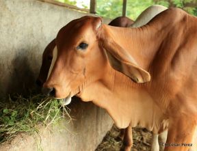 Presentan Estrategia Nacional de Producción