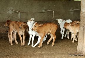 Presentan Estrategia Nacional de Producción