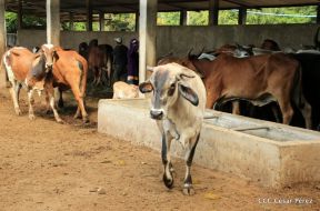Presentan Estrategia Nacional de Producción