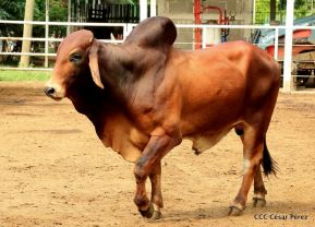 Presentan Estrategia Nacional de Producción