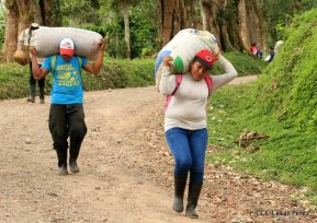 Presentan  Estrategia Nacional para el Desarrollo de la Caficultura