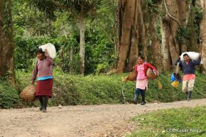 Presentan  Estrategia Nacional para el Desarrollo de la Caficultura