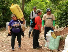 Presentan  Estrategia Nacional para el Desarrollo de la Caficultura